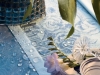 CHEMIN DE TABLE_PARADIS_BLEU_PH2